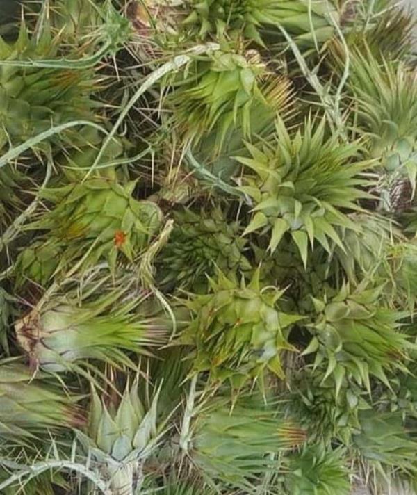 Calabria in tavola. Taverniti: "I carciofini selvatici, un gusto forte 'protetto' da spine" images Calabria in tavola. Taverniti: "I carciofini selvatici, un gusto forte 'protetto' da spine"