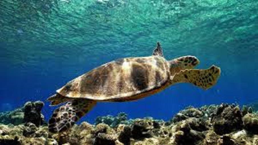 images Montepaone Lido, rilasciato in mare esemplare adulto di Caretta Caretta