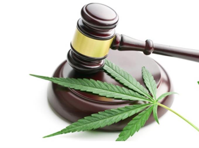 images Pizzo. Marijuana nel vivaio Santacroce: assolto Andrea Antonio per non avere commesso il fatto
