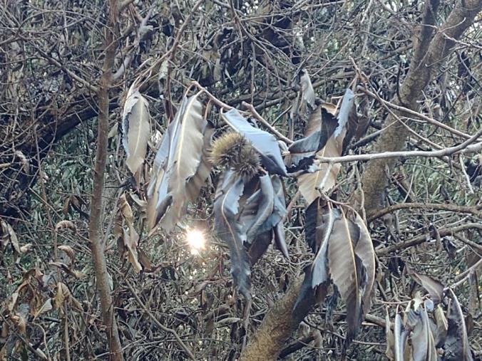 Incendi, Slow Food Calabria: "Ci sarà da riorganizzare il sistema di protezione del territorio quando sarà tutto finito" images Incendi, Slow Food Calabria: "Ci sarà da riorganizzare il sistema di protezione del territorio quando sarà tutto finito"