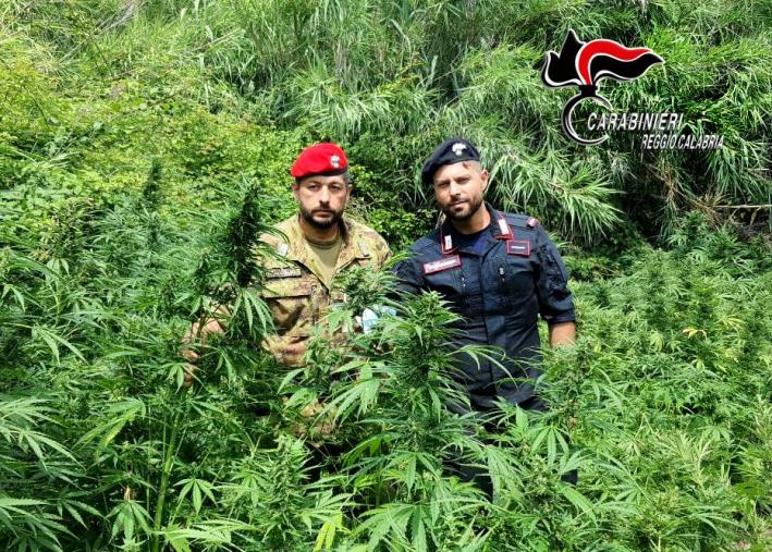 Gioia Tauro. Intento ad irrigare una piantagione di canapa indica: arrestato 44enne   images Gioia Tauro. Intento ad irrigare una piantagione di canapa indica: arrestato 44enne
