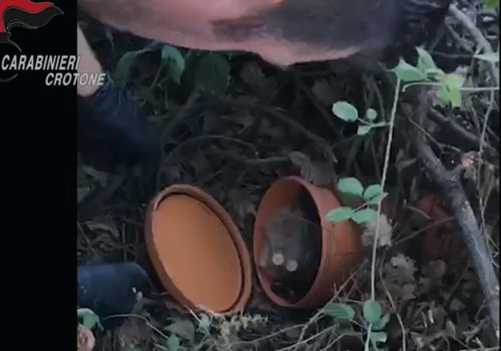 images 'Ndrangheta, dopo "Stige" il Locale di Cirò era riuscito a ricompattarsi mantenendo la sua operatività