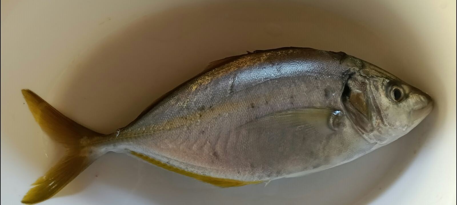 Montepaone Lido, pescato un Carango dentice: un’altra presenza tropicale nelle acque dello Ionio
images Montepaone Lido, pescato un Carango dentice: un’altra presenza tropicale nelle acque dello Ionio