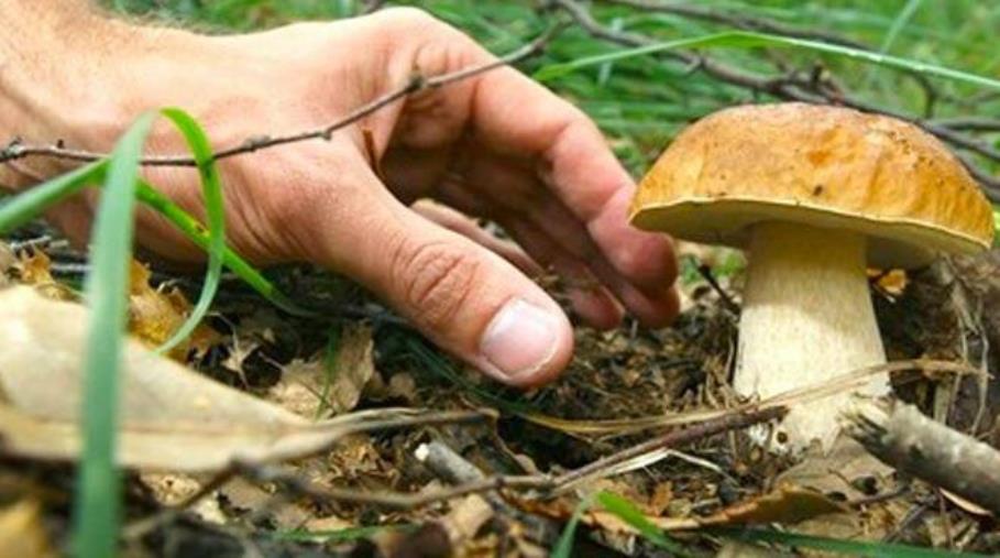 Raccolta funghi, al via le domande al Comune per il corso utile al rilascio della tessera images Raccolta funghi, al via le domande al Comune per il corso utile al rilascio della tessera