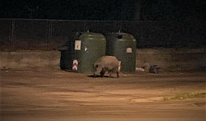 images Catanzaro, avvistato cinghiale in viale Magna Graecia: ordinati cattura e (eventuale) abbattimento