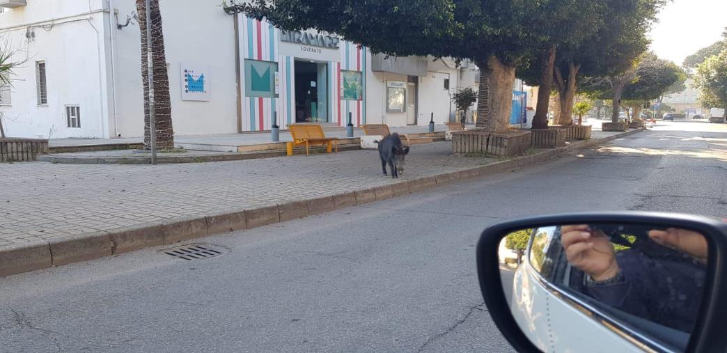 images A Soverato un cinghiale a spasso sul lungomare deserto ai tempi del coronavirus  