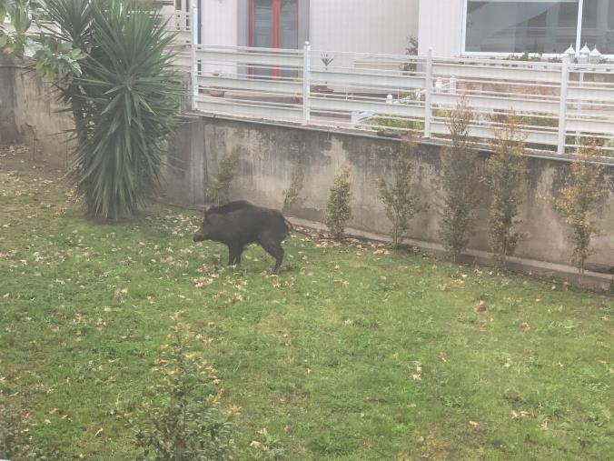 images Catanzaro. Avvistato un cinghiale all'interno di un giardino privato a viale De Filippis 