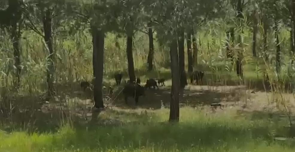 images Cinghiali invadono il lungomare di Badolato, l’auto cammina in mezzo al branco (VIDEO)