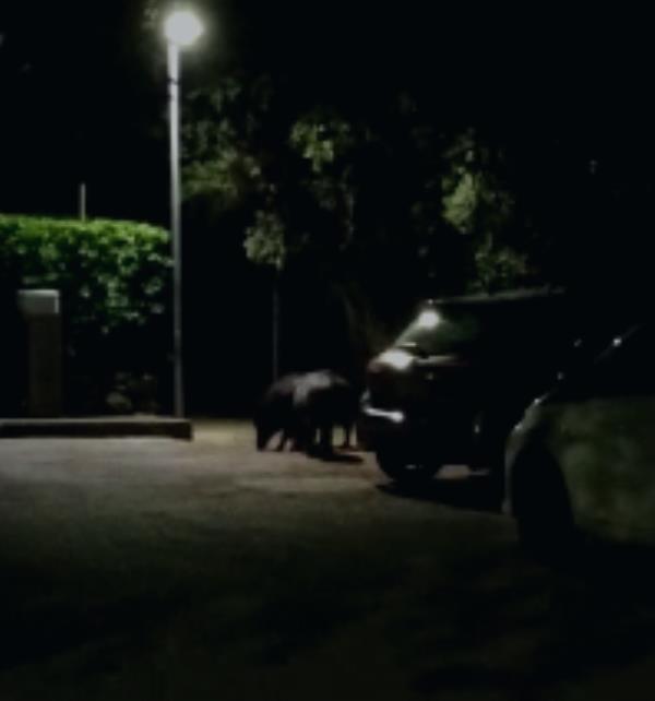 images Montauro, cinghiali in un Villaggio impediscono ad alcuni abitanti di rientrare a casa