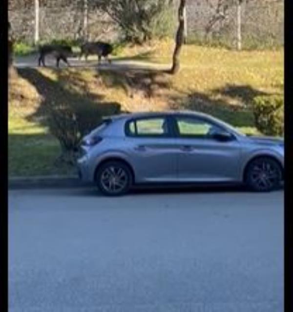images Catanzaro, il buongiorno dei cinghiali nel parco dell'ospedale "Ciaccio": continua l'emergenza 