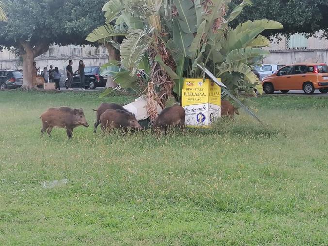Emergenza cinghiali, Coldiretti: "Problema sempre aperto. Servono modifiche alla legge sulla caccia" images Emergenza cinghiali, Coldiretti: "Problema sempre aperto. Servono modifiche alla legge sulla caccia"