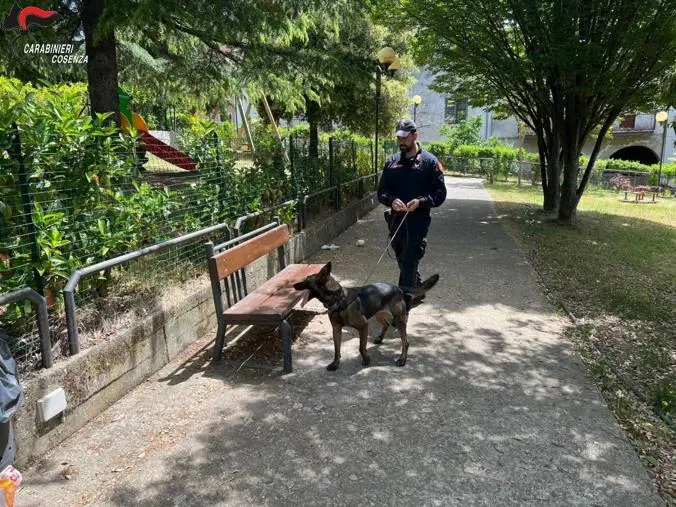 Dorga, controlli a tappeto dei carabinieri: tre denunciati nel Cosentino  images Dorga, controlli a tappeto dei carabinieri: tre denunciati nel Cosentino