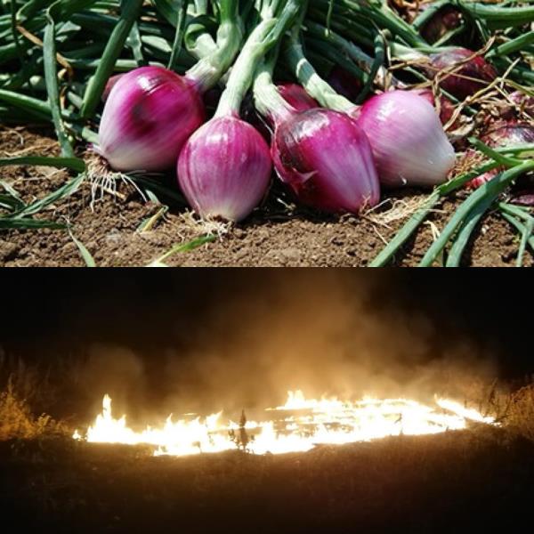 Saccomanno (Lega Calabria): "La ‘Ndrangheta distrugge la vera cipolla rossa di Tropea" images Saccomanno (Lega Calabria): "La ‘Ndrangheta distrugge la vera cipolla rossa di Tropea"