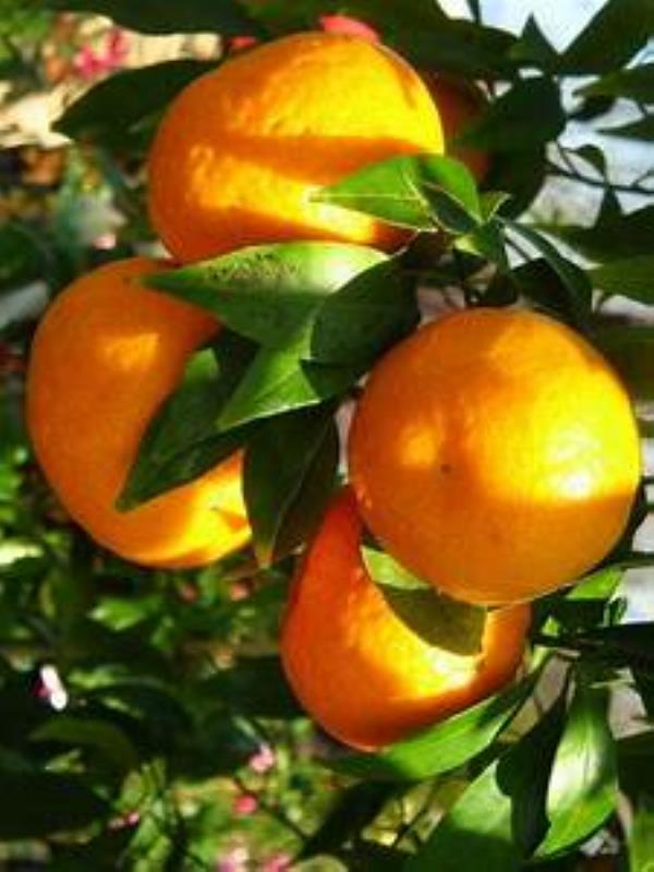 images Coldiretti: "Sulle tavole le prime clementine calabresi sostenibili"  