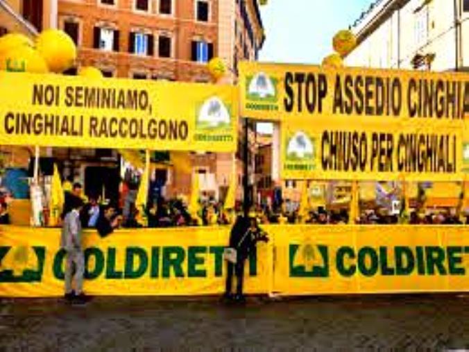 images Emergenza cinghiali. Coldiretti: "Una vera calamità. Gli agricoltori seminano e i selvatici raccolgono"