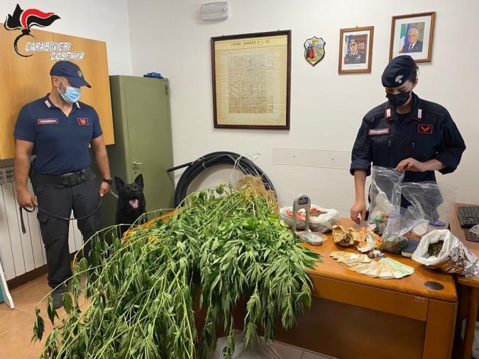 San Vincenzo La Costa. I carabinieri scoprono coltivazione di marijuana: arrestato un 50enne images San Vincenzo La Costa. I carabinieri scoprono coltivazione di marijuana: arrestato un 50enne