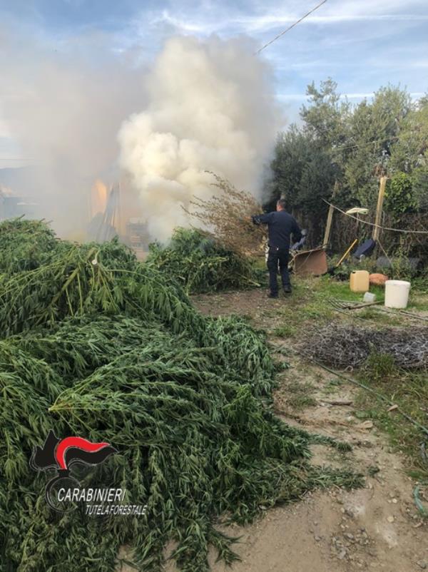 images Lamezia Terme, coltivavano circa 1500 piante di Cannabis: due persone denunciate 
