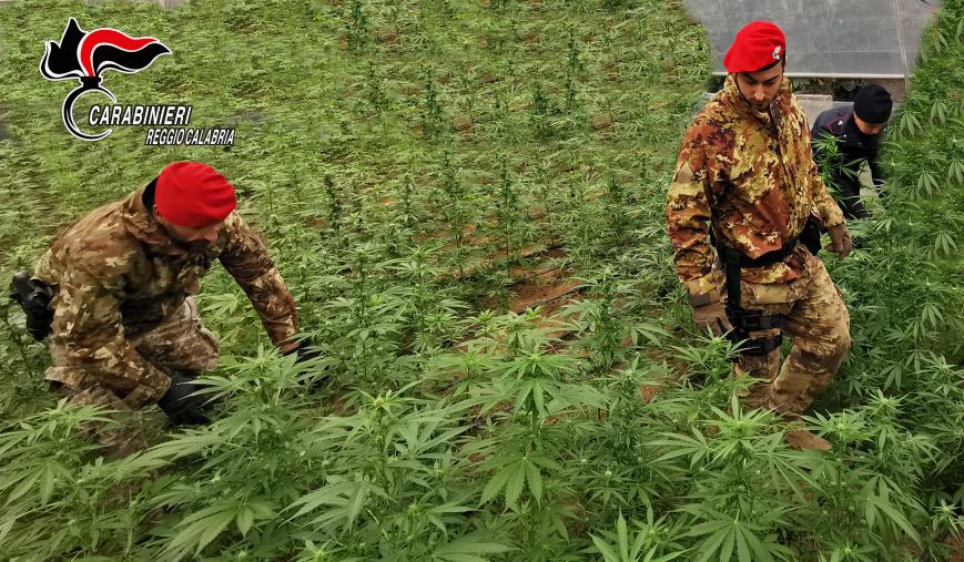 Anoia. Individuata una piantagione di marijuana di 125 piante  images Anoia. Individuata una piantagione di marijuana di 125 piante