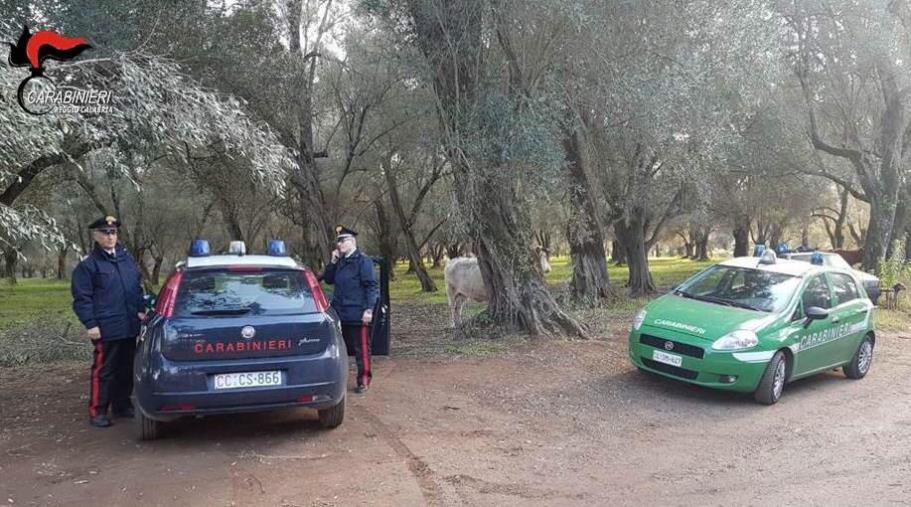 Sanzioni per circa 17 mila euro in una azienda zootecnica di Taurianova: giro di vite dei carabinieri contro la macellazione clandestina dei bovini images Sanzioni per circa 17 mila euro in una azienda zootecnica di Taurianova: giro di vite dei carabinieri contro la macellazione clandestina dei bovini
