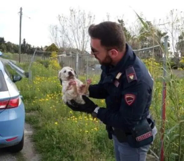 La polizia salva due cuccioli nel Crotonese images La polizia salva due cuccioli nel Crotonese