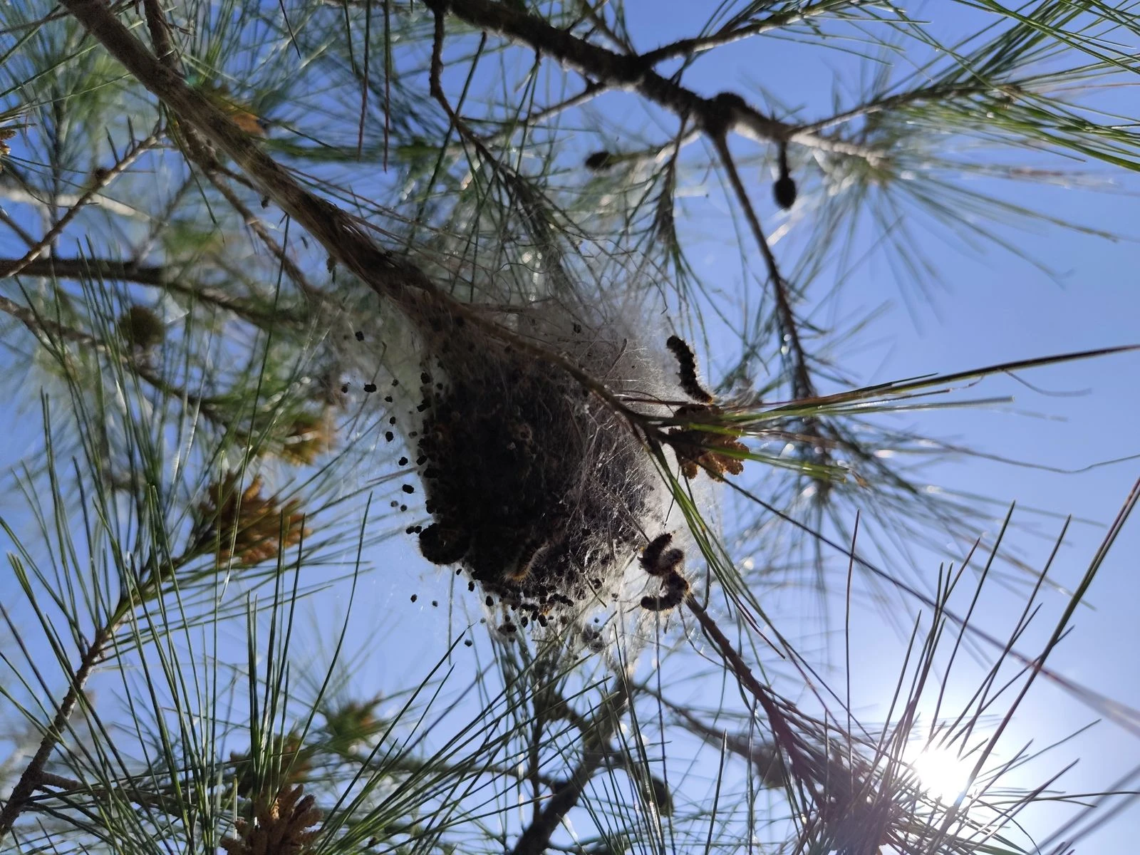 La processionaria “invade” il lungomare di Crotone: cittadini chiedono interventi urgenti