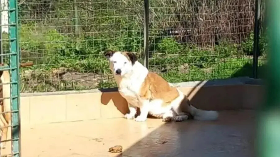 images Catanzaro, accalappiato Parko: Stinchi chiede la "liberazione"