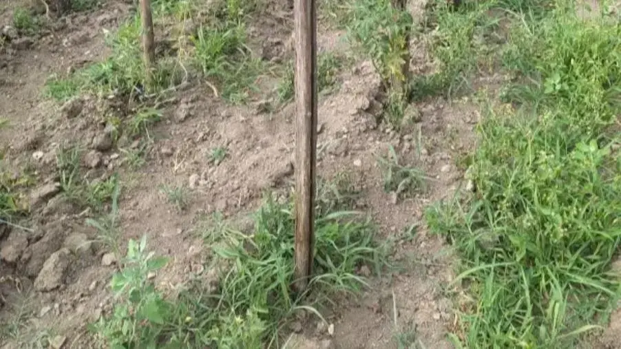 A Petrona' diversi poderi sono senza acqua e diverse colture si stanno sprecando causa siccità  images A Petrona' diversi poderi sono senza acqua e diverse colture si stanno sprecando causa siccità