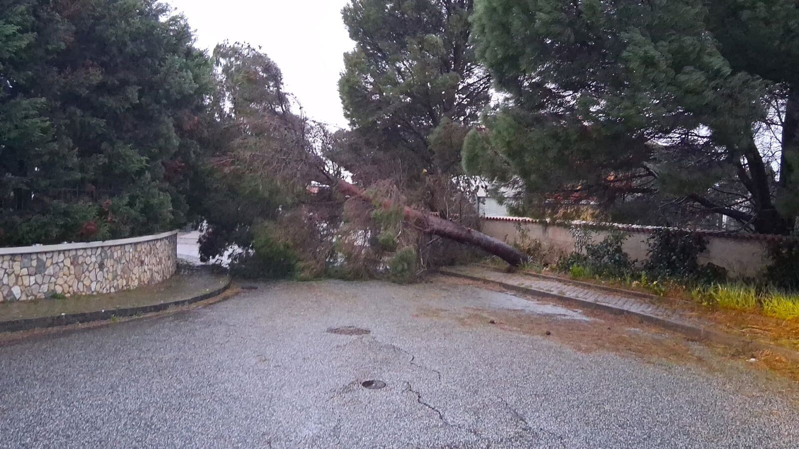 images Catanzaro, albero caduto nella zona di Viale de Filippis: tagliato a pezzi per evitare disagi