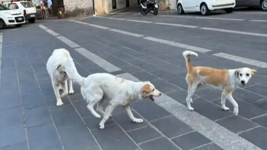 images Fagnano Castello, il Pd chiede&nbsp;interventi urgenti per randagismo e cani abbandonati