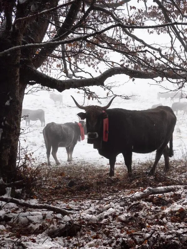 images Figli del Minotauro inaugura la stagione delle transumanze francesi
