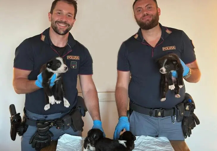 Traffico illecito di cuccioli: denunciati due uomini a Villa San Giovanni
images Traffico illecito di cuccioli: denunciati due uomini a Villa San Giovanni