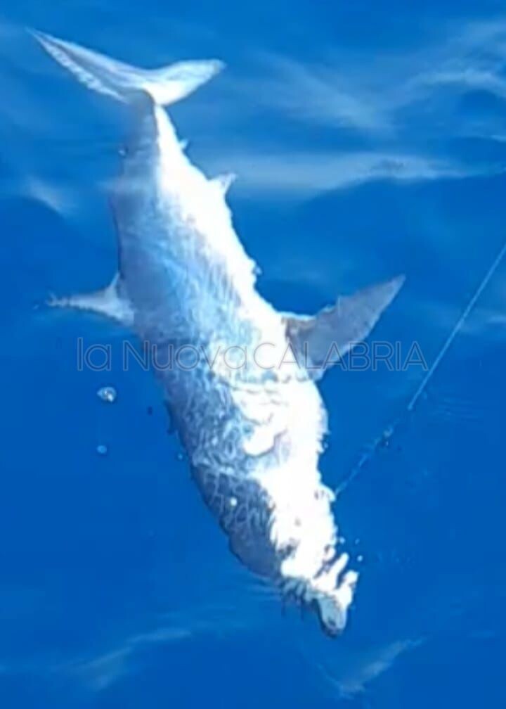 Cucciolo di squalo mako catturato e rilasciato al largo di Badolato: un incontro raro nelle acque dello Ionio images Cucciolo di squalo mako catturato e rilasciato al largo di Badolato: un incontro raro nelle acque dello Ionio