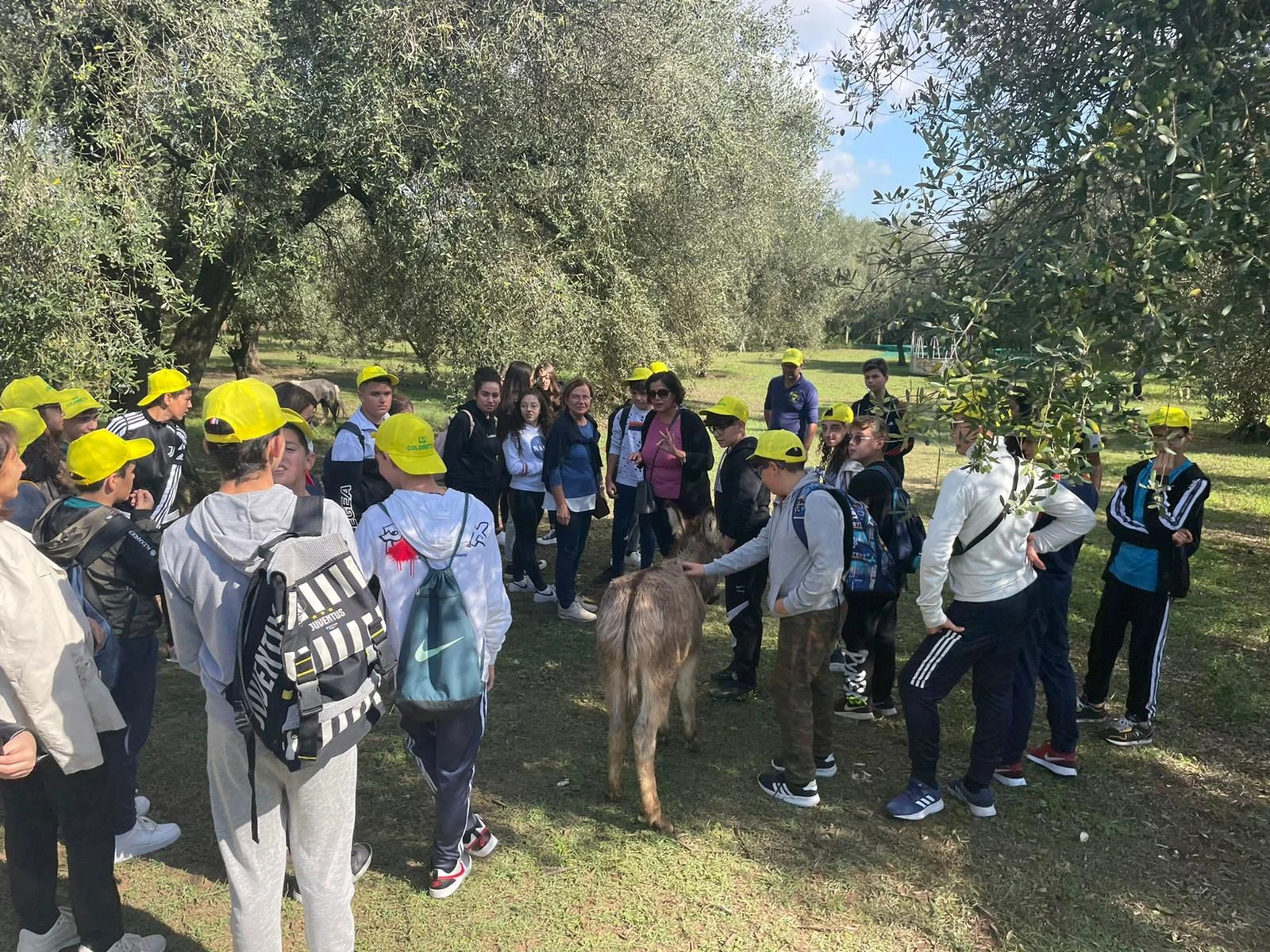 La Calabria tra i protagonisti nazionali per produzione e potenziale oleoturistico 