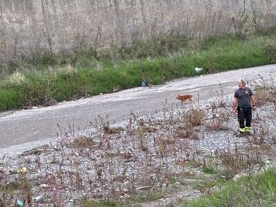 images Disavventura a lieto fine a Catanzaro: recuperato un cane fuggito ai suoi padroni