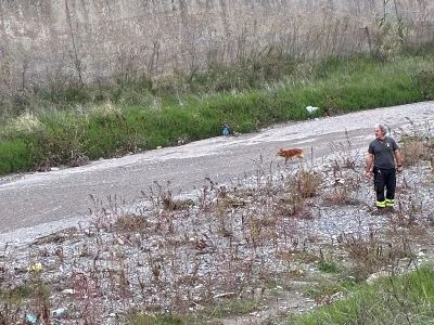 Disavventura a lieto fine a Catanzaro: recuperato un cane fuggito ai suoi padroni