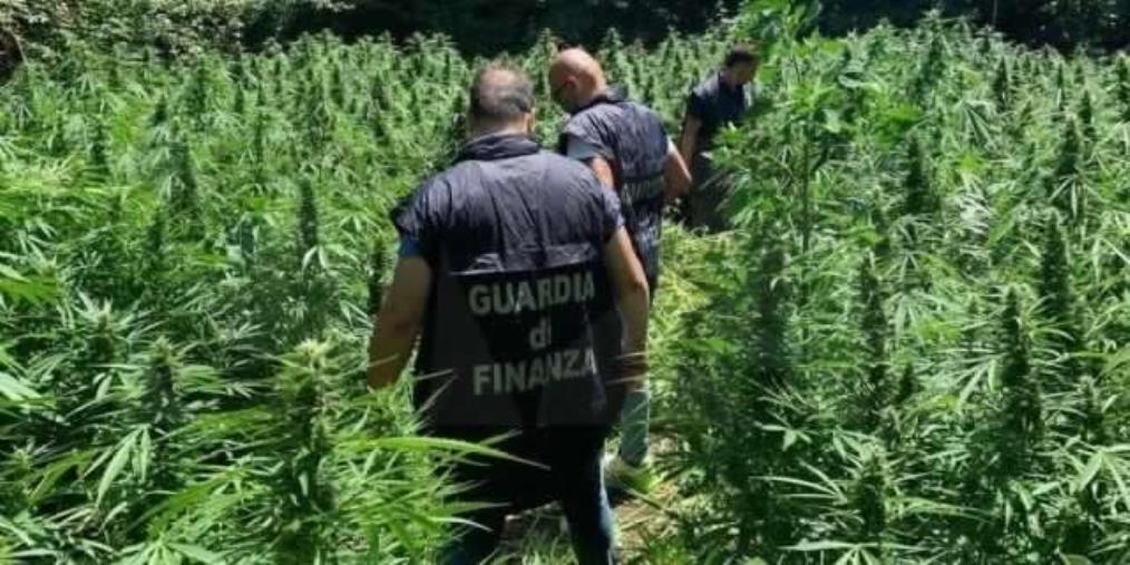 Lamezia Terme, sequestrate 650 piante di marijuana  images Lamezia Terme, sequestrate 650 piante di marijuana