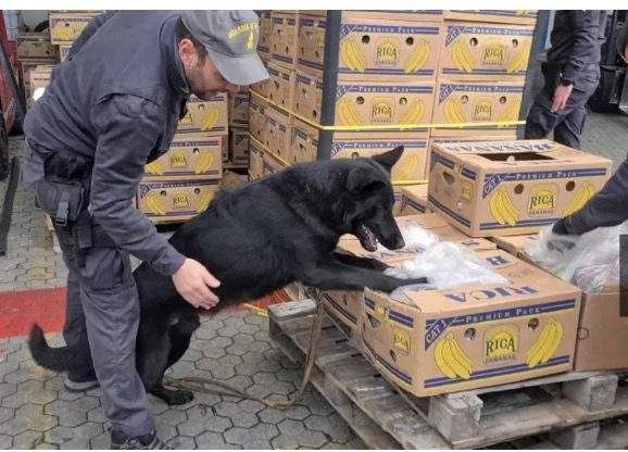 Reggio, sequestrati 18 milioni: erano i profitti del narcotraffico 