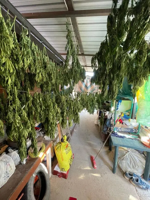 Spaccio, a Reggio arrestata un’intera famiglia: ecco quanto valeva il tesoretto verde trovato dalla Polizia images Spaccio, a Reggio arrestata un’intera famiglia: ecco quanto valeva il tesoretto verde trovato dalla Polizia