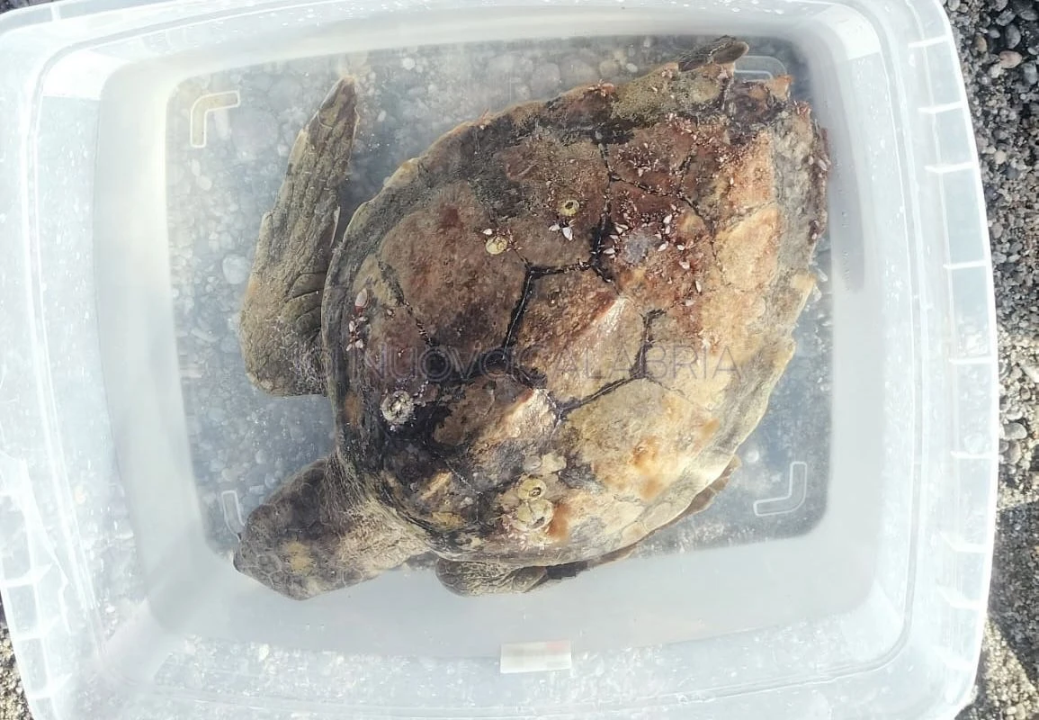 Simeri Mare, Caretta caretta trovata morta: sarebbe rimasta impigliata in una rete da pesca 