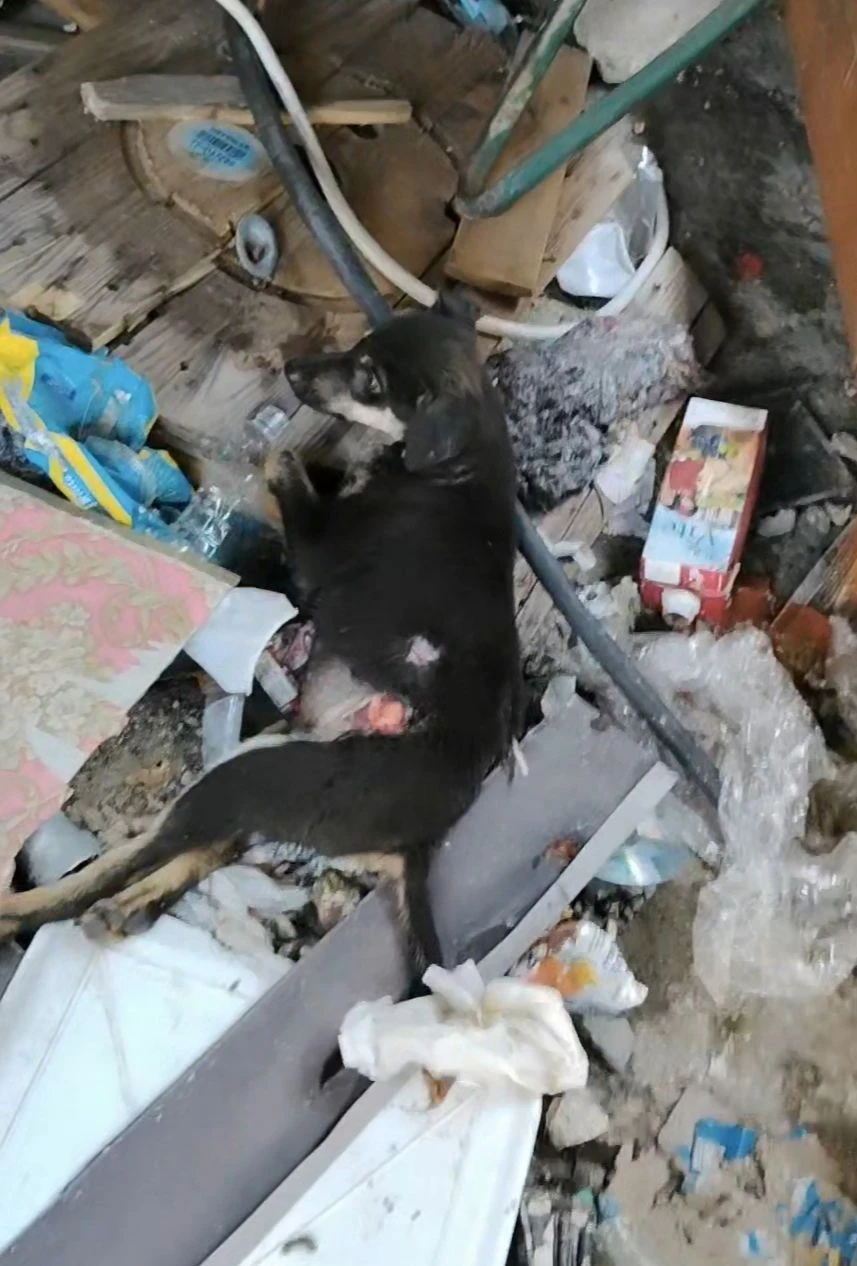 Lamezia Terme, cucciolo trovato tra i rifiuti in gravi condizioni: salvato e operato d’urgenza