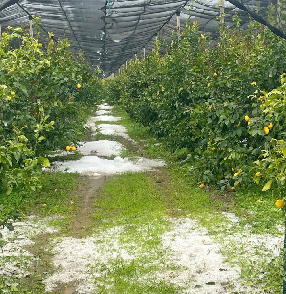 Danni all'agricoltura nel Cosentino, la Regione chiede il riconoscimento dello stato di calamità naturale