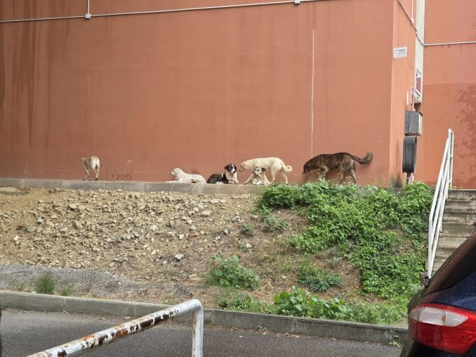 Cosenza, studentessa dell’Unical aggredita da un branco di cani randagi all’uscita della lezione