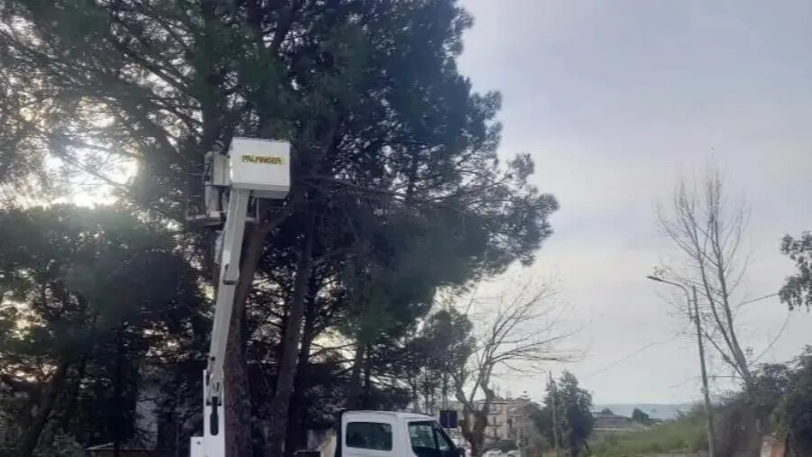 images Catanzaro, messa in sicurezza del verde: interventi alla Scuola "Todaro" e alla Pineta di Siano