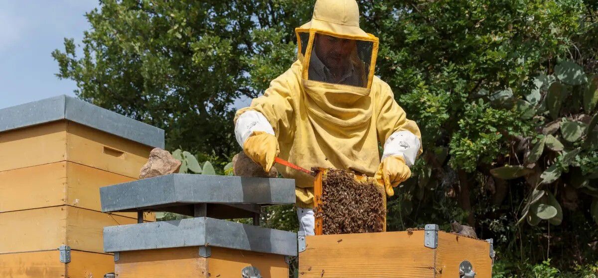 Nasce OP APICA: la prima Organizzazione di produttori del miele in Calabria, la terza in Italia images Nasce OP APICA: la prima Organizzazione di produttori del miele in Calabria, la terza in Italia