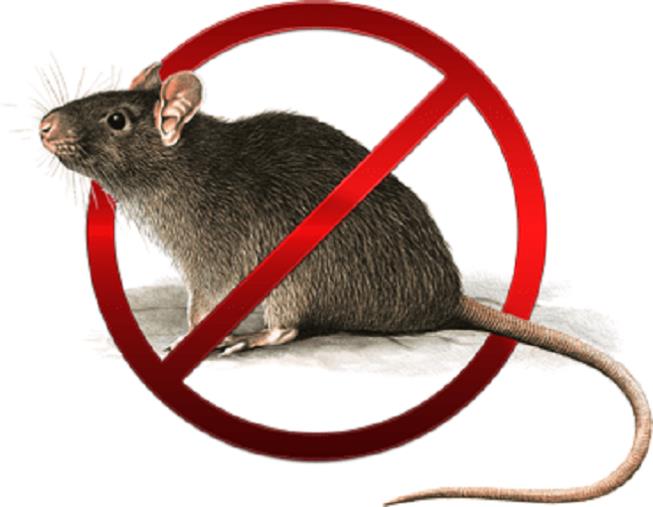 Catanzaro, ieri derattizzazione in diversi quartieri: prossimo intervento a novembre e dicembre images Catanzaro, ieri derattizzazione in diversi quartieri: prossimo intervento a novembre e dicembre