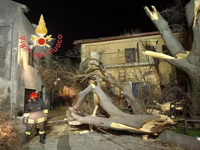 images Belcastro, a causa del forte vento collassato l'Albero della Libertà 