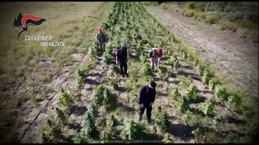 images Maxi operazione antidroga a Vibo Valentia: sequestrate 10mila piante di cannabis