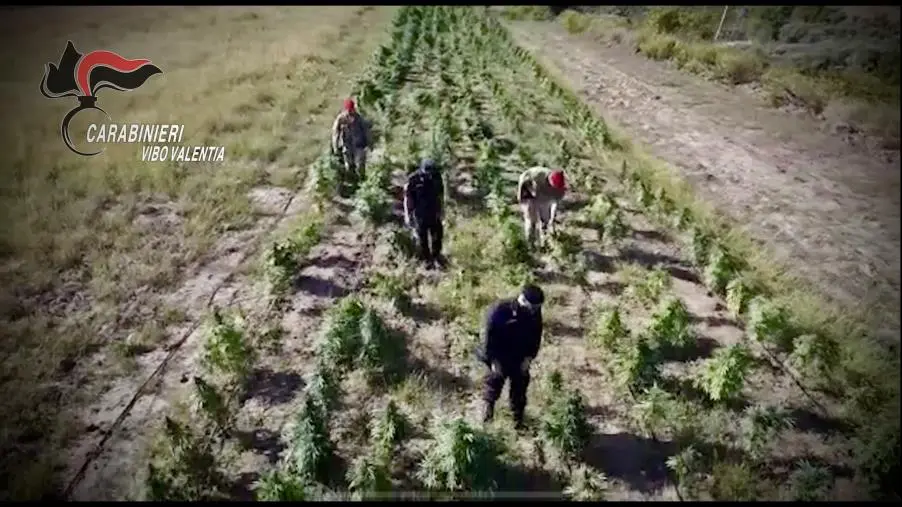 Maxi operazione antidroga a Vibo Valentia: sequestrate 10mila piante di cannabis images Maxi operazione antidroga a Vibo Valentia: sequestrate 10mila piante di cannabis