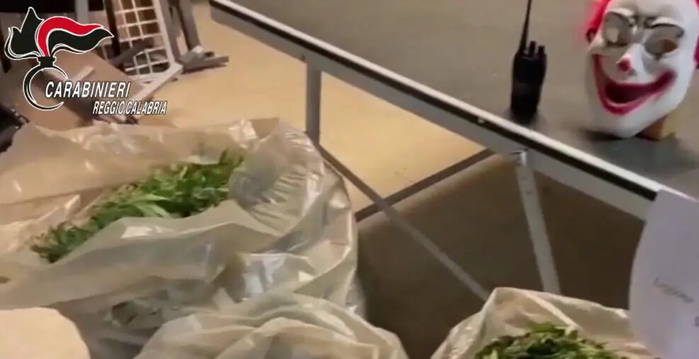 images Oltre 70 chili di marijuana, maschere da clown e ricetrasmittenti: un arresto a Platì