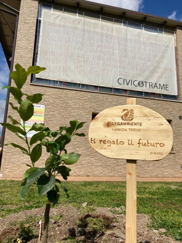 Più verde a "Civico Trame": 30 nuovi alberi donati da Legambiente arricchiscono Via degli Oleandri a Lamezia Terme images Più verde a "Civico Trame": 30 nuovi alberi donati da Legambiente arricchiscono Via degli Oleandri a Lamezia Terme
